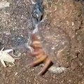 Cette araignée cauchemardesque est un vrai monstre... Trapdoor spider en chasse