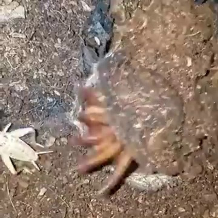 Cette araignée cauchemardesque est un vrai monstre... Trapdoor spider en chasse