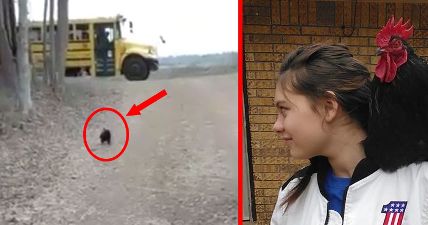 Ce coq est le plus fidèle meilleur ami ! Découvrez pourquoi !