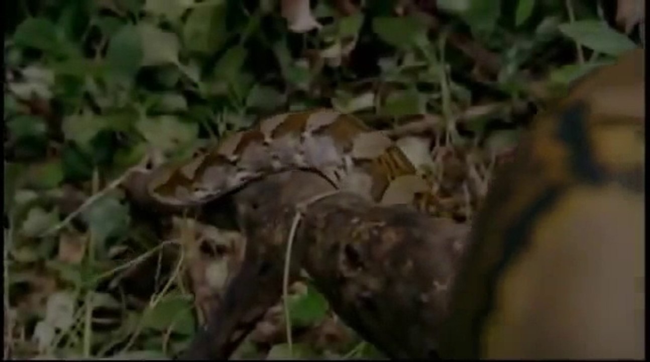 Animal Planet - One of earths largest man eating predator - The python