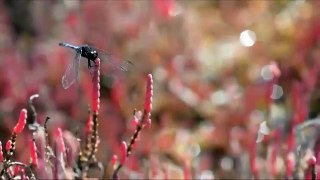 lo maravilloso de la naturaleza