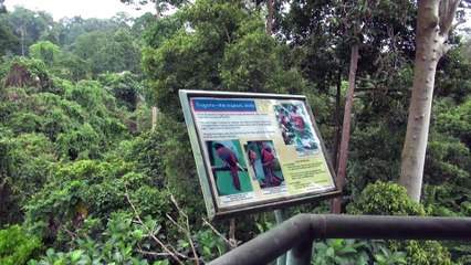 Rainforest Discovery Centre, Sepilok, Sabah, Borneo.