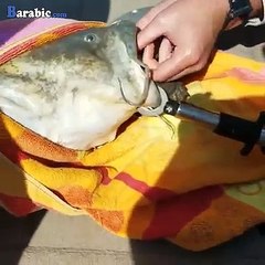 اعتقد ان سمك السلور كان لديه درس قوي