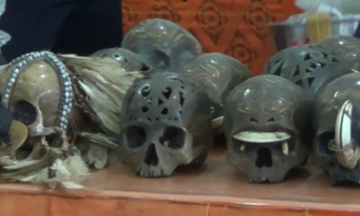 Bea Cukai Ungkap Penyelundupan 24 Tengkorak ke Belanda
