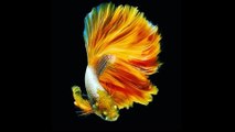 Kumpulan Wallpaper Ikan Cupang Hias (Betta Fish).