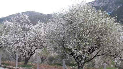 Datça Beyaz Gelinliğini Giydi