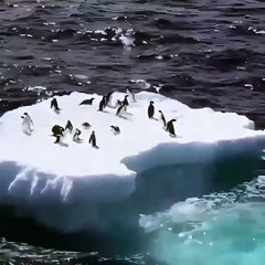 penguin on ice having fun mood