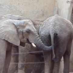 Cet éléphant se prend pour un proctologue... Petite analyse en profondeur et c'est gratuit