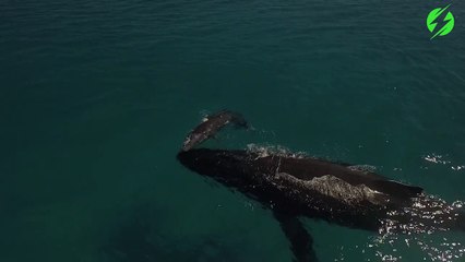 Les images magnifique d'un baleineau jouant avec sa maman en pleine mer