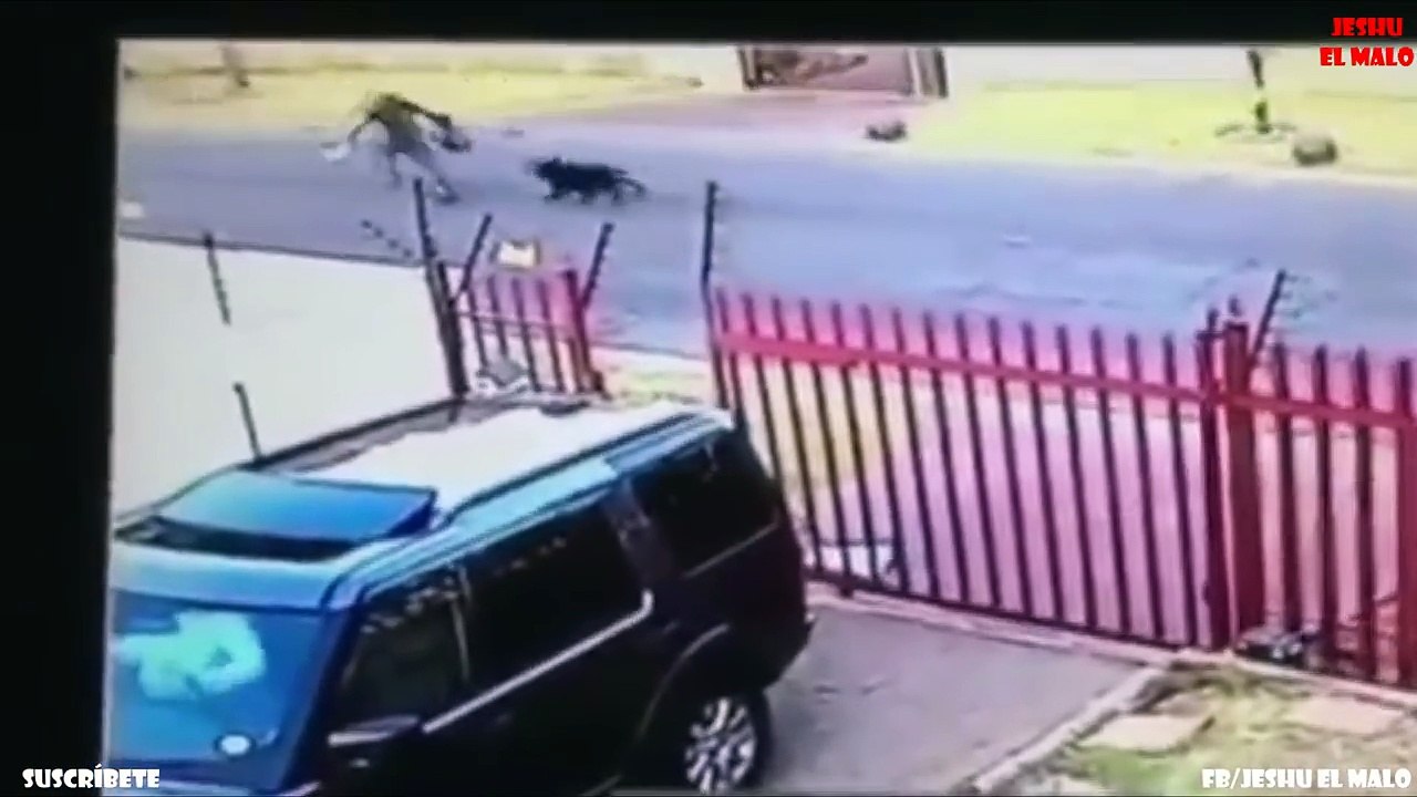 Los 10 ataques de perros más aterradores l ROTTWEILER ATTACK
