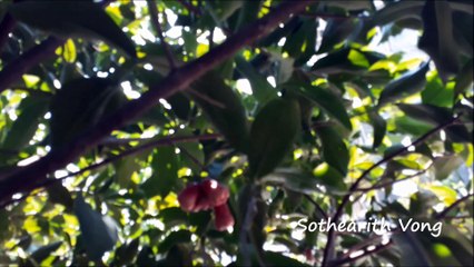 Rose Apple in Khmer Garden