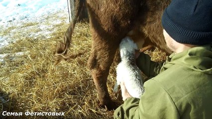 Влог. Ягнята. Куча мяса. Рыбалка// Семья Фетистовых