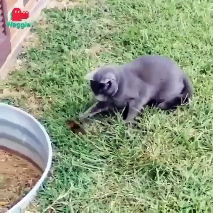 Cat Playing very Funny movement