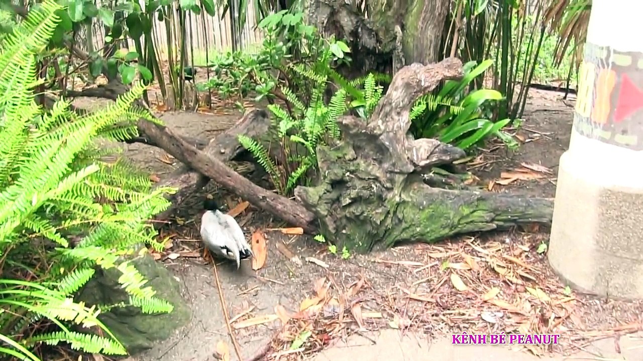 Bé Peanut Đi Safari Park Với Ruby Xem Voi, Đười Ươi , Sư Tử, Hổ, Dơi & Chải Lông Cho Dê