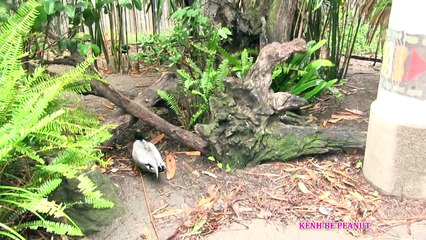 Bé Peanut Đi Safari Park Với Ruby Xem Voi, Đười Ươi , Sư Tử, Hổ, Dơi & Chải Lông Cho Dê