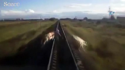 Hayvanlarını kurtarmak isterken...