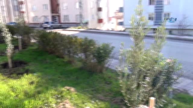 Sinoplu Muhtardan 'Zeytin Dalı Harekatı'na Zeytin Ağacı Fidanı ile Destek