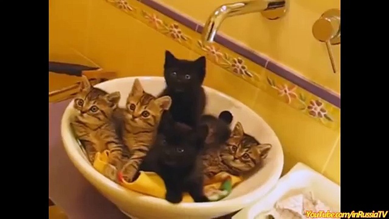 FUNNY_VIDEOS__Funny_Cats_-_Funny_Fails_-_Funny_Animals_-_Cat_Funny_Videos-2018