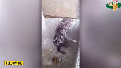 Bizarre Rat Washes Itself Like Human