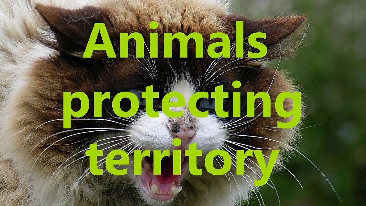 Brave_animals_protecting_their_territory__Animal_compilation