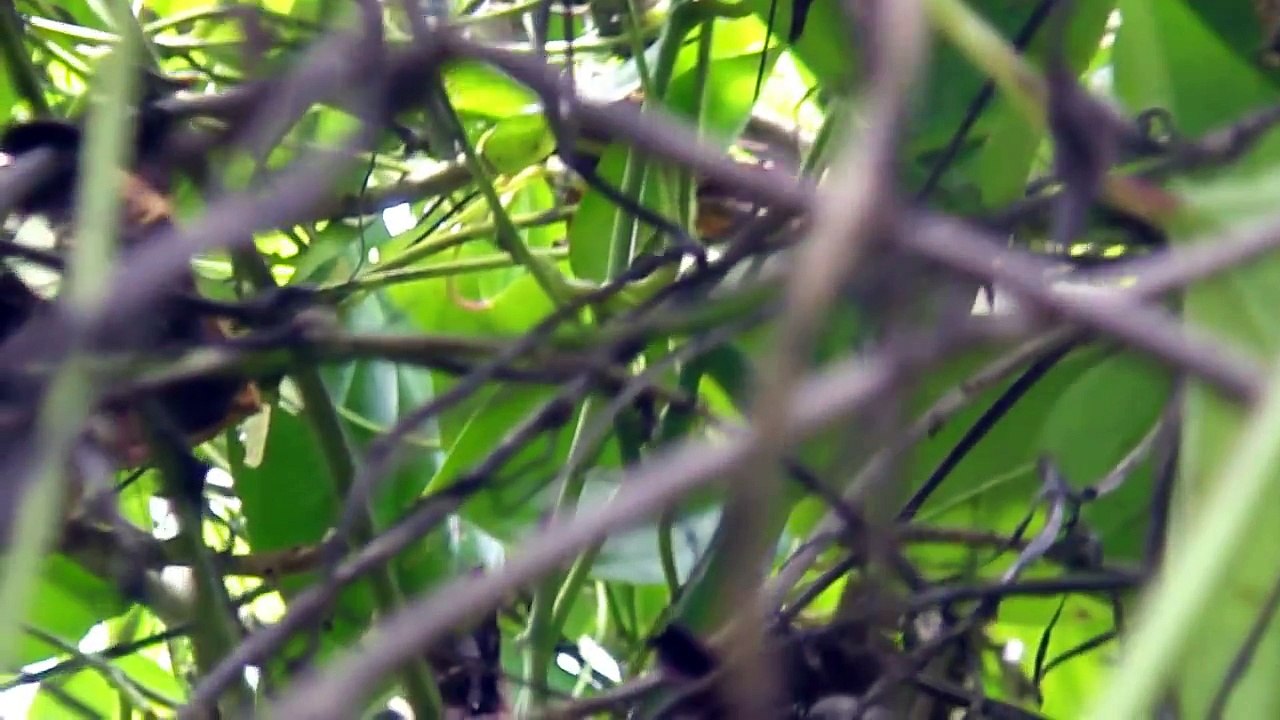 discover_biggest_grreen_lizard_in_amazone_forest