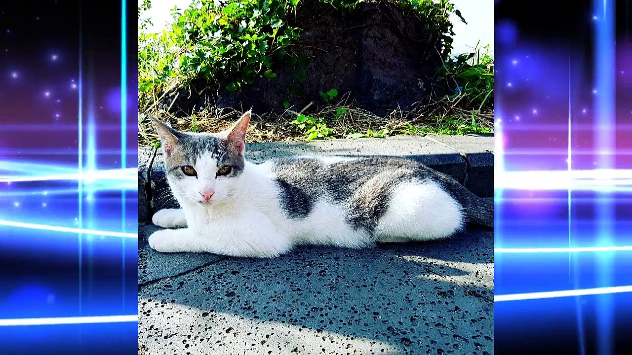 Most_Beautiful_Cats_on_Video