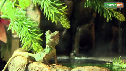 Lavenir.net - Un premier magasin de reptiles à Bruxelles