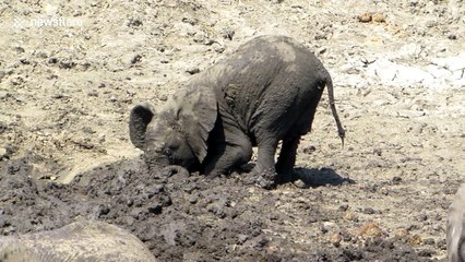 Too cute! Baby elephant just loves the mud