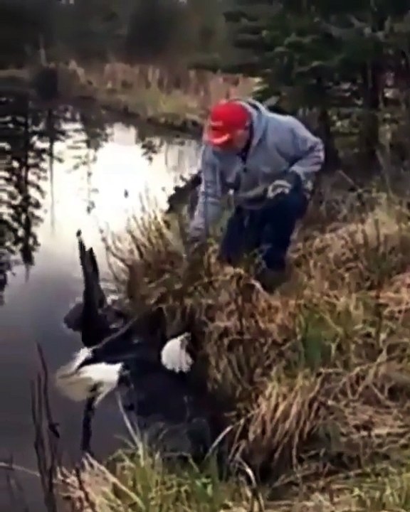 A man helped the Bird - dropped in water