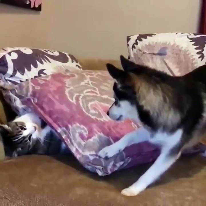 Awww Cat Playing with Dog