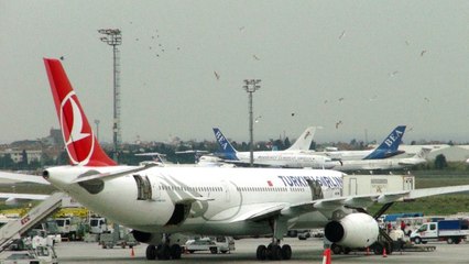 Atatürk Havalimanı'nda Uçağa Martılardan Yoğun İlgi