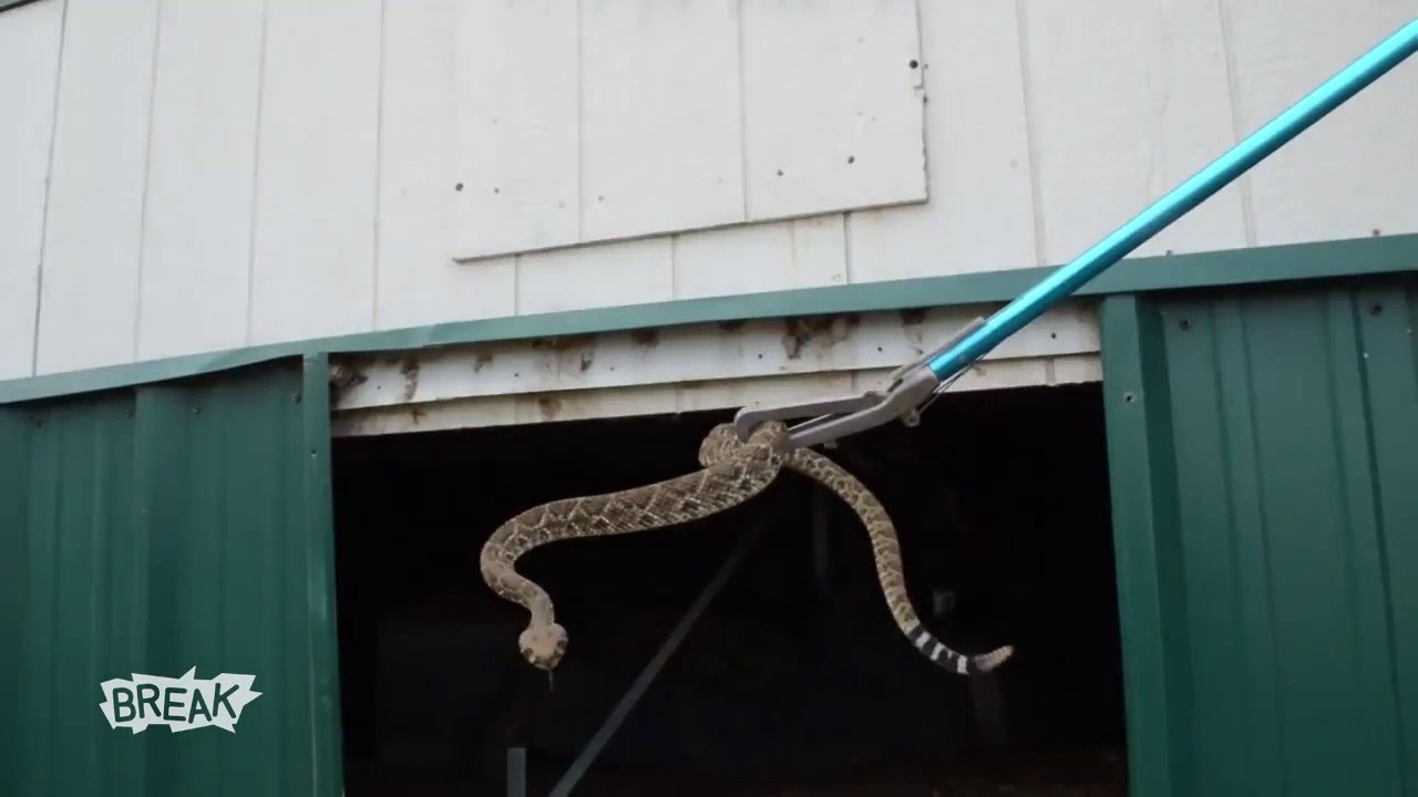 Ils découvrent 60 serpents à sonnette sous une maison