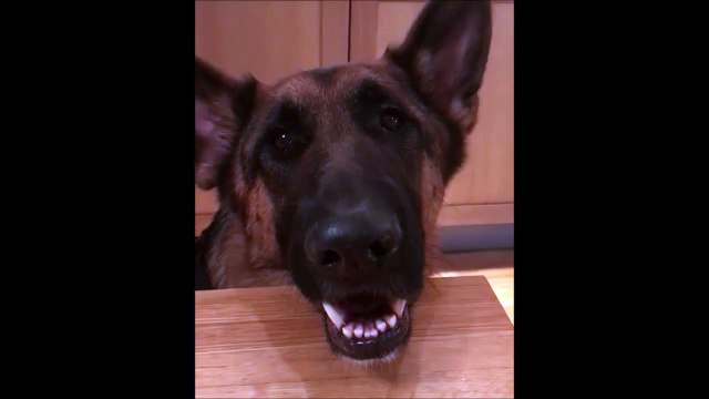 Ce chien se prend pour un papillon avec ses oreilles... Adorable