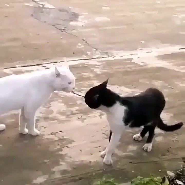 Angry Cat
