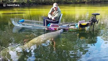 Rare manatee pushes canoe