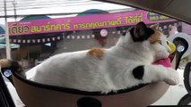 Cat Looks Out Car Window in Hammock