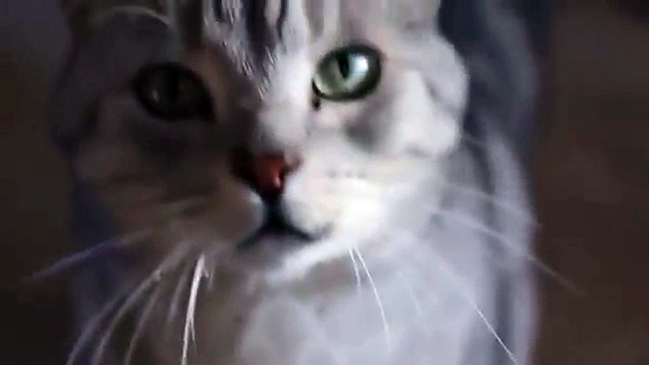 Cat_splendor_and_beauty
