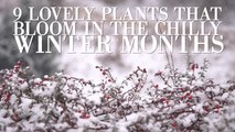 9 Lovely Plants That Bloom In The Chilly Winter Months