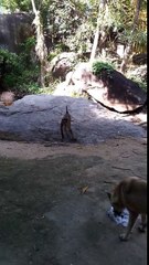 When dogs and monkeys rob each other's food