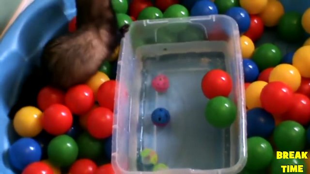 Pet FERRETS are HILARIOUS and so PLAYFUL - Funny Ferret Videos Vines COMPILATION 2017