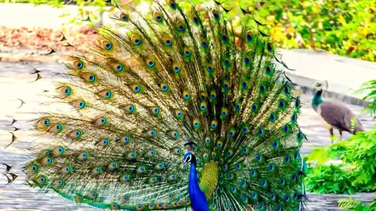 mor ki dukh bhari dastaan %28sad story of peacock %29