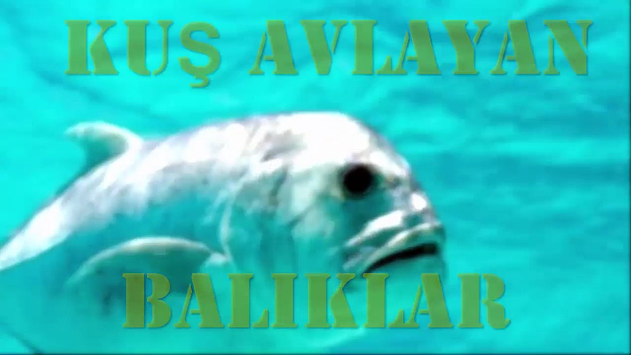 Kuş Avlayan Dev Balıklar - İlk Kez BBC Tarafından Görüntülendi - YouTube