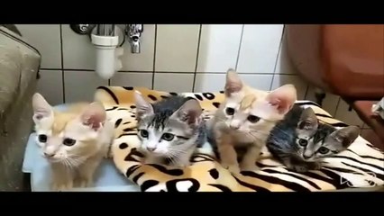 Des chats mignons #2