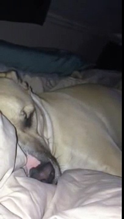 Un chien qui ronfle ressemble à Daffy Duck