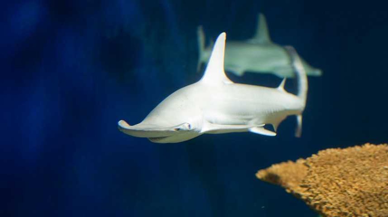 Ce requin est (quasi) végétarien