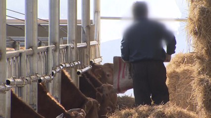 브루셀라 매몰처분 밖에 없나? 백신개발 시급 / YTN