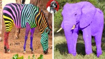 LOS 8 ANIMALES DE COLORES UNICOS QUE NO CREERAS QUE EXISTEN | OSCAR JACK