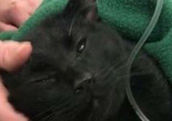 Injured Cat Rescued From River After Being Thrown Off an Overpass