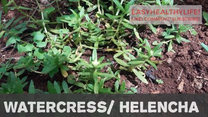 Beans Potato Helencha Leaf Vegetable Recipe | WATERCRESS FRY|  COOKING TIPS OF WARECRESS