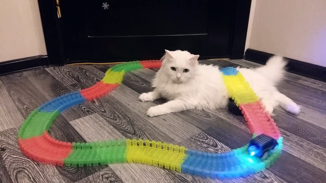 Train Track Cat
